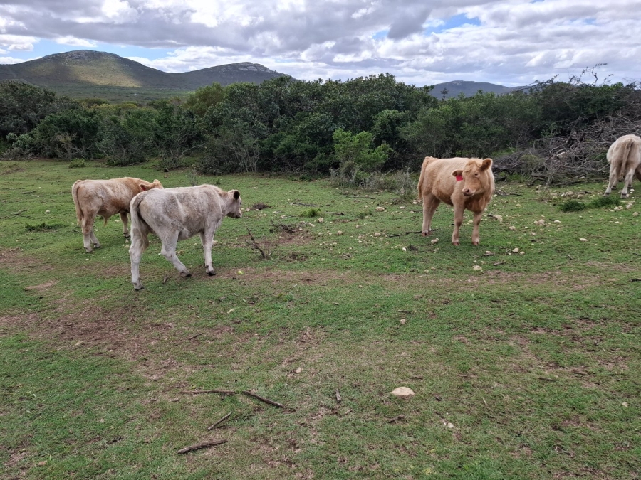 4 Bedroom Property for Sale in Albertinia Western Cape